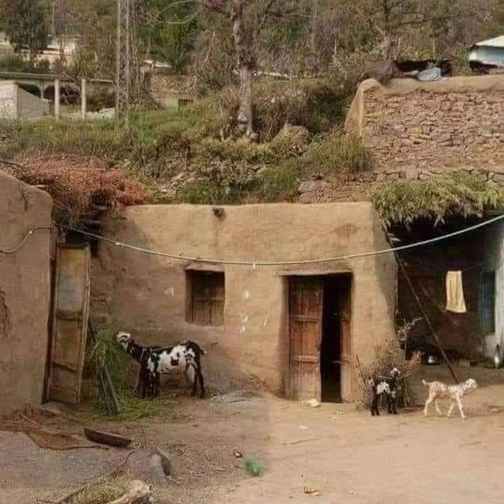 حـط كلـــب